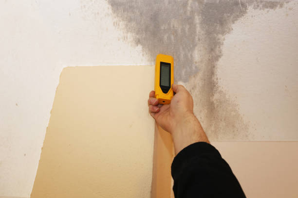 Best Black Mold Removal  in Central Heights Midland City, AZ
