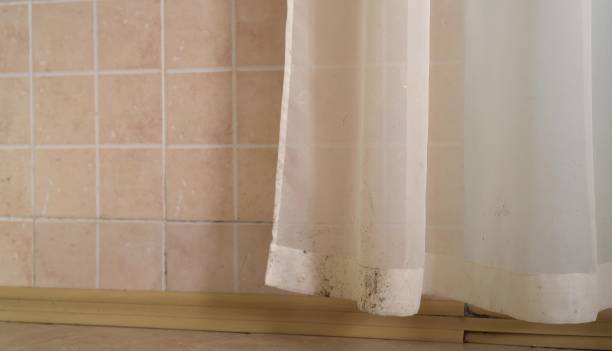 Central Heights Midland City, AZ Mold Removal Company
