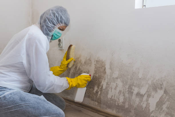 Best Crawl Space Mold Remediation  in Central Heights Midland City, AZ