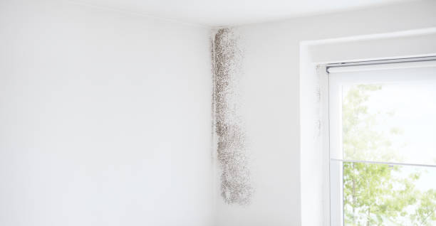 Best Commercial Mold Inspection  in Central Heights Midland City, AZ