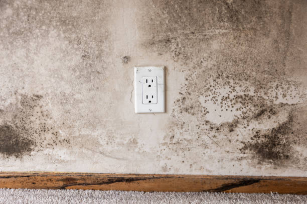 Best Environmental Consulting for Mold Prevention  in Central Heights Midland City, AZ