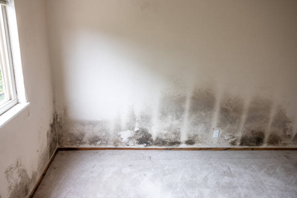 Best Asbestos and Lead Testing During Mold Inspection  in Central Heights Midland City, AZ