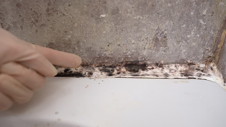 Mold Odor Removal Services in Central Heights Midland City, AZ