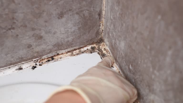Best Real Estate Mold Inspection  in Central Heights Midland City, AZ